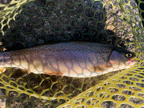 ニジマスの釣果