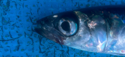 ウルメイワシの釣果