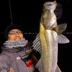 フッコ（マルスズキ）の釣果