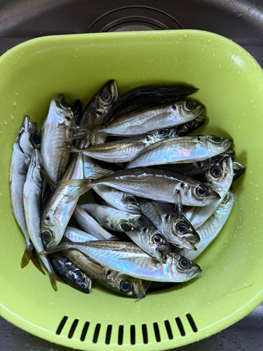 アジの釣果