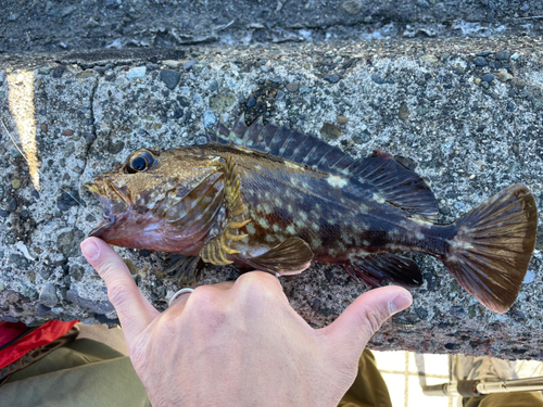 カサゴの釣果