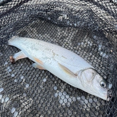 ウグイの釣果