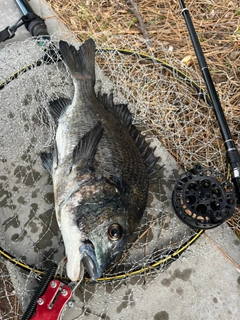 チヌの釣果