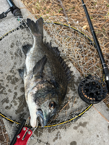 チヌの釣果