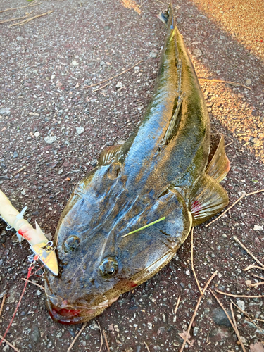 マゴチの釣果