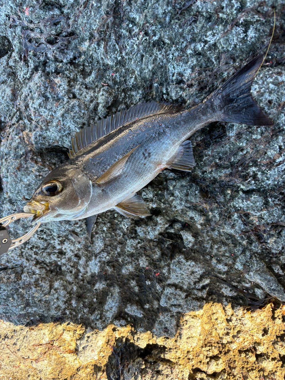 ザッキー🐟さんの釣果 2枚目の画像