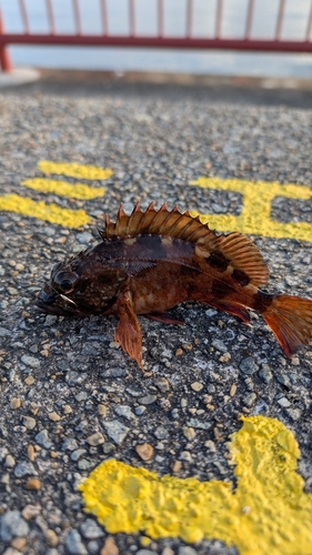 カサゴの釣果