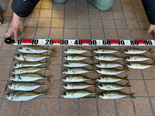 アジの釣果