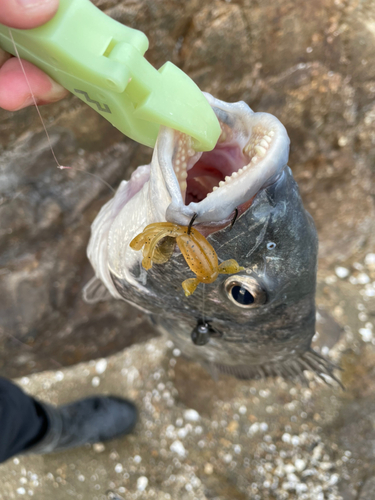 チヌの釣果