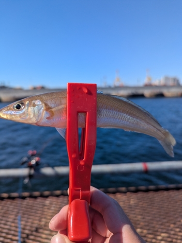 シロギスの釣果