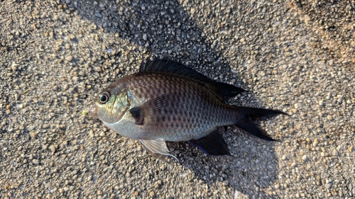 スズメダイの釣果