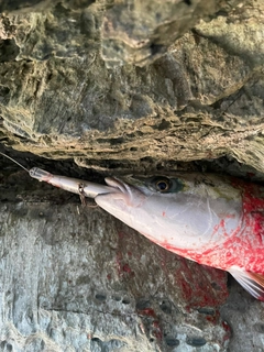 ハマチの釣果