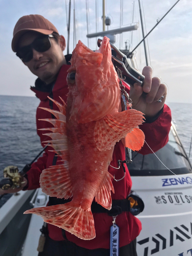 イズカサゴの釣果