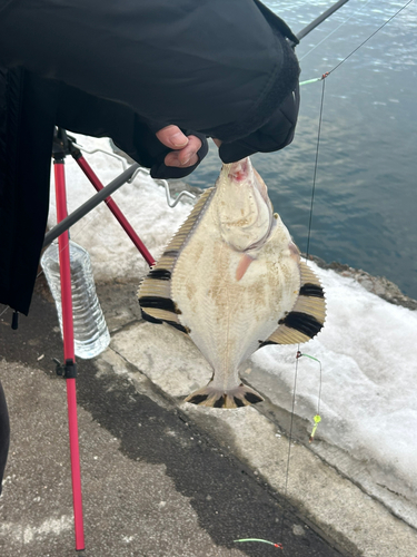 カワガレイの釣果