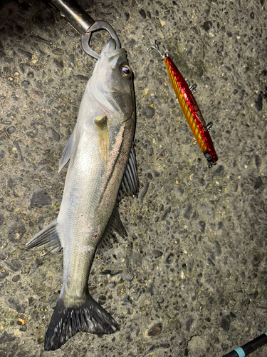 シーバスの釣果