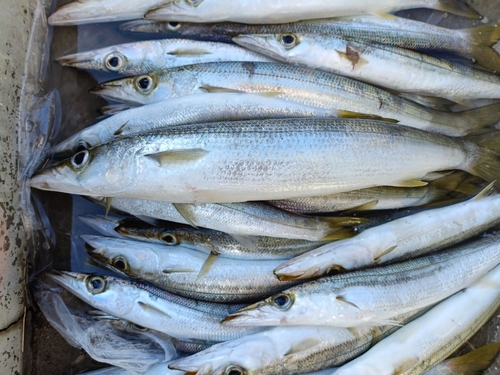 アカカマスの釣果