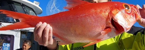 キンメダイの釣果