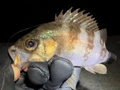 メバルの釣果