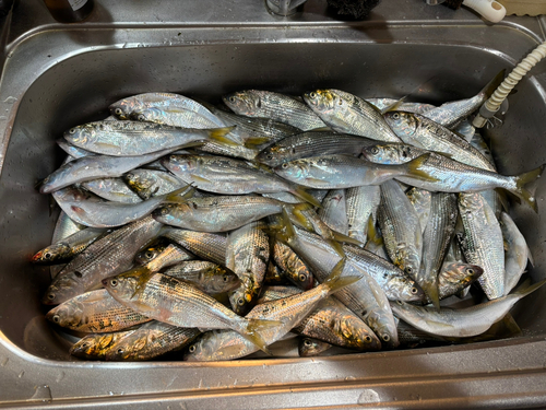 コノシロの釣果