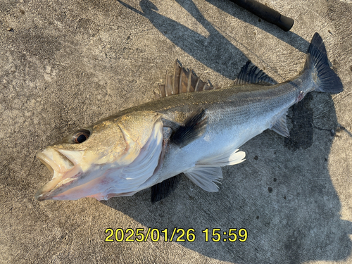 スズキの釣果