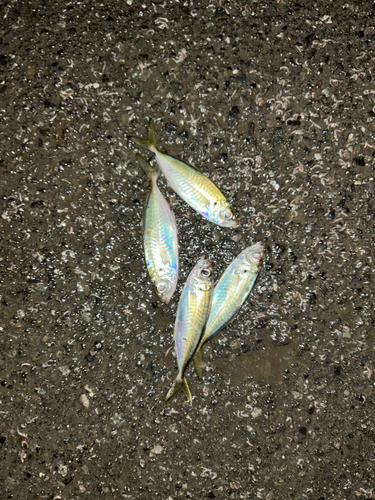 アジの釣果