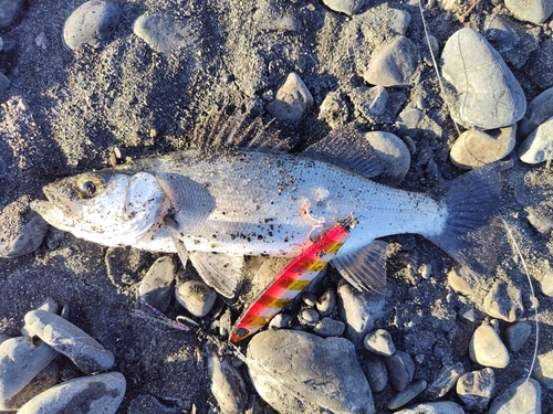 セイゴ（マルスズキ）の釣果