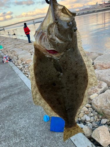 ヒラメの釣果