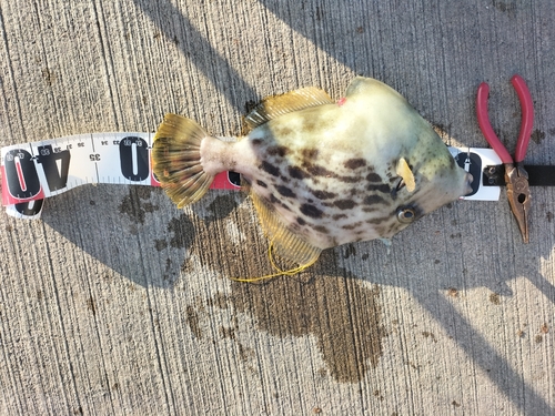 カワハギの釣果