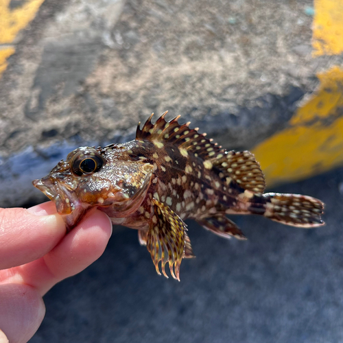 アラカブの釣果