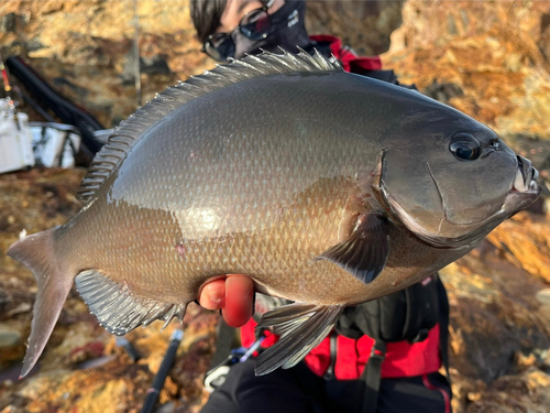 オナガグレの釣果