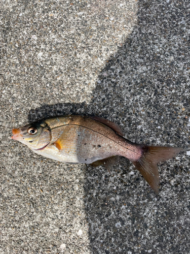 ウマヅラハギの釣果