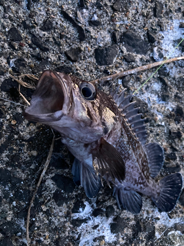 マゾイの釣果