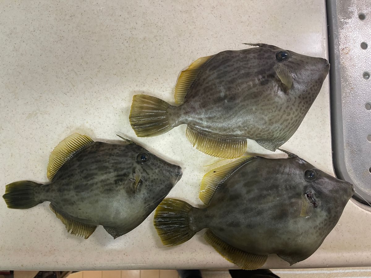 逃がした魚は大きいよね🐟さんの釣果 1枚目の画像