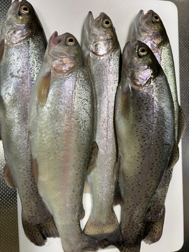 ニジマスの釣果