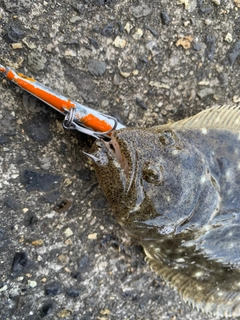 ソゲの釣果