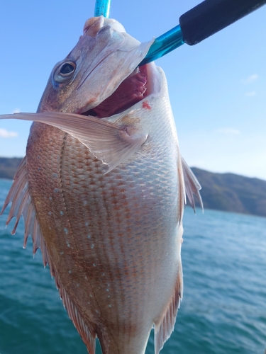 マダイの釣果