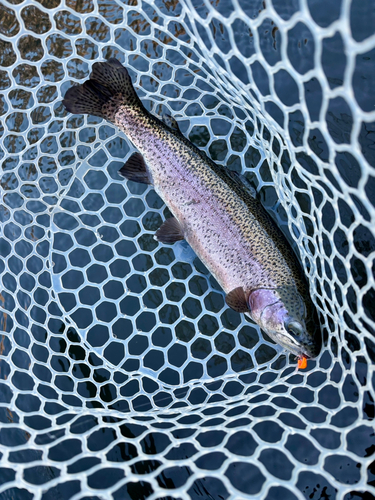 トラウトの釣果