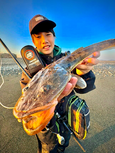 マゴチの釣果