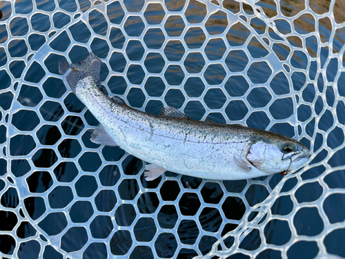 トラウトの釣果