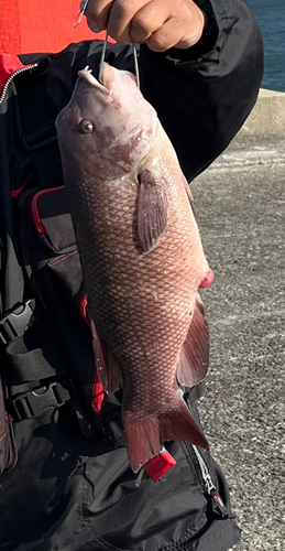 コブダイの釣果