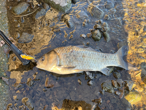 フナの釣果