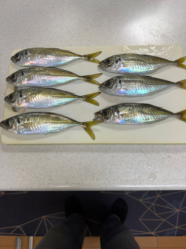 アジの釣果