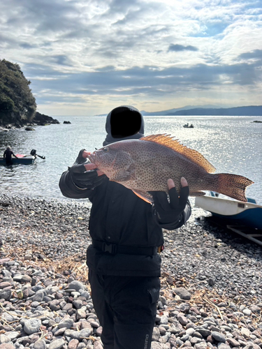 オオモンハタの釣果