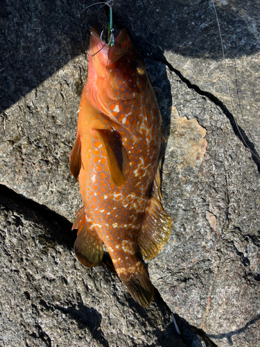 アコウの釣果