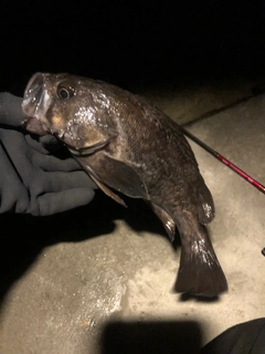 クロソイの釣果