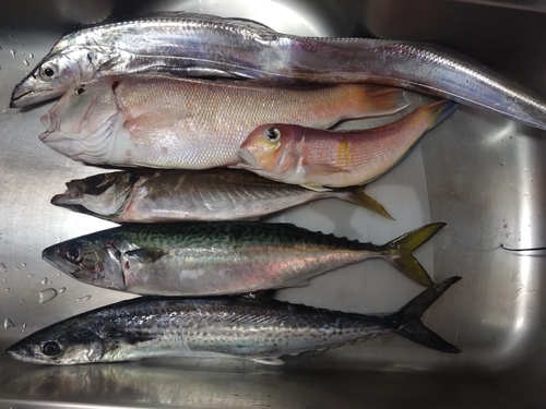 シロアマダイの釣果