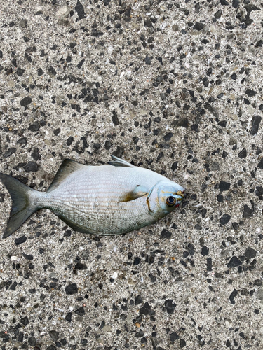 イスズミの釣果