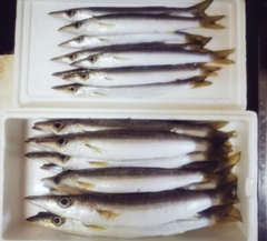 カマスの釣果