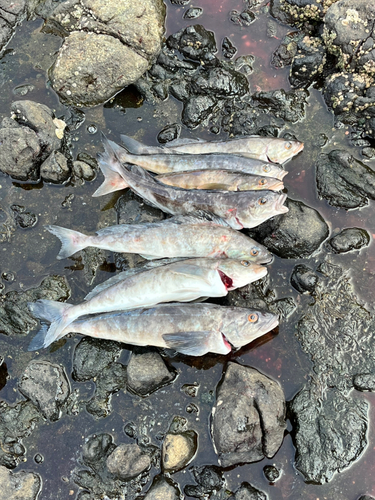 ホッケの釣果