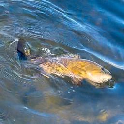 スモールマウスバス